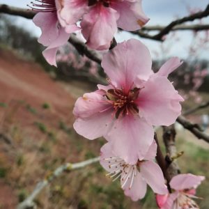 50 Jahre LandFrauen Enzkreis : Diefenbach: Mit den LandFrauen zur Mandelblüte