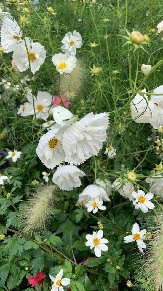 Bilder auf der Gartenschau