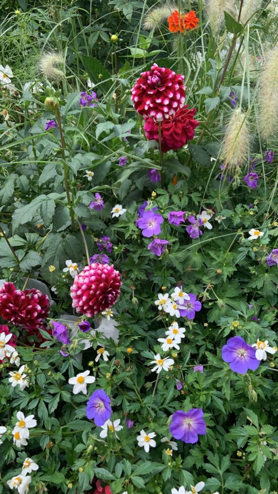Blumen auf der Gartenschau 2