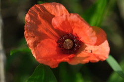 Mohnblüte