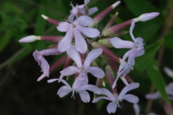 Seifenkraut
