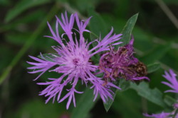 Kornblume