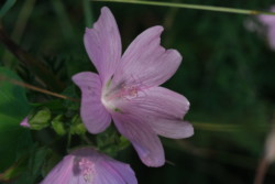 Blume