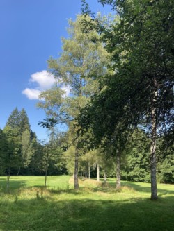 Baumallee an der Eyach Baumallee an der Eyach