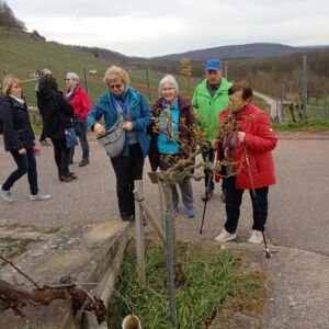 Interssierte LandFrauen
Bild Mannuss Mandelblüten Wanderung Bilder Mannuss