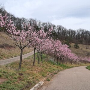 Mandelblüte genießen
Bild Mannuss Mandelblüten Wanderung Bilder Mannuss